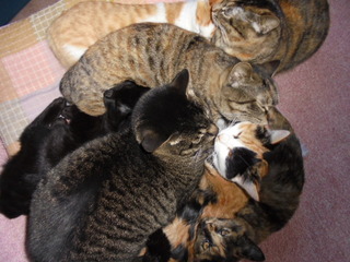 DSC00265.JPG
