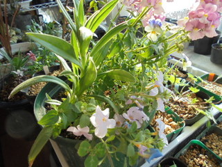 DSC00345.JPG