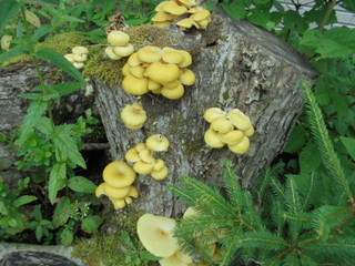 DSC01613.JPG