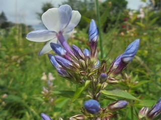 DSC01622.JPG