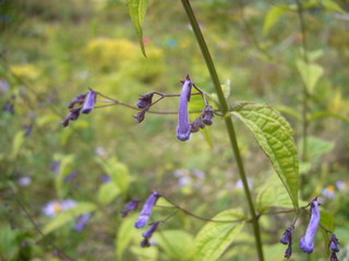 P1110615.JPG